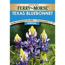 Ferry-Morse 1164 Texas Annual Flower Seeds, Bluebonnet
