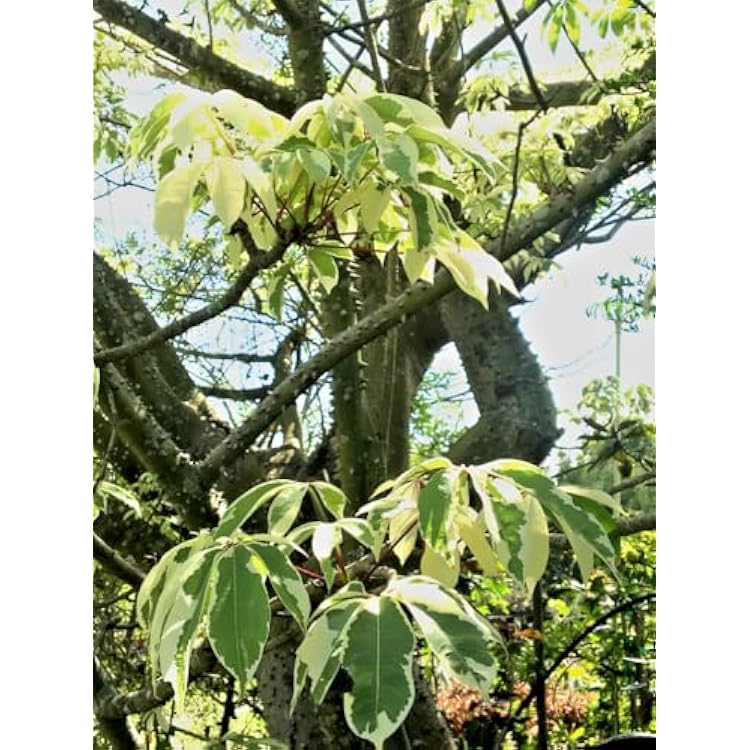 Variegated Ceiba Pentandra Tree Seeds, Rare Tropical Plant, 5 Seeds by Exotic Succulent Collection
