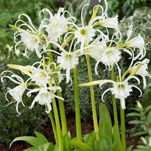 2 Bareroot Ismene Lily/ Peruvian Daffodil/ Spider Lily