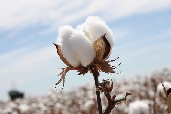 Cotton Seed Pure White, 8 Onces Over 1700 Seeds