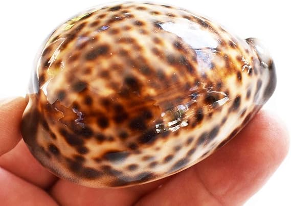 One Select Large Tiger Cowrie (Cypraea Tigris) Shell 3"+ (76-88 mm) Beach Arts & Crafts