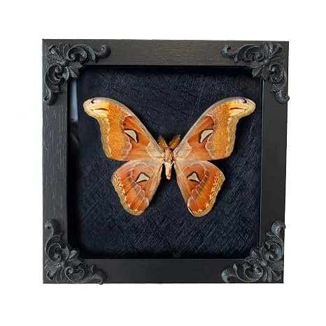 IInsect Display Frame with EVA Foam Pinning Board, Butterfly Shadow Box | EVA Foam Pinning Board, For Butterflies & Insects, Pinning Kit Included, Riker-Style Case, Specimen Display, Entomology Gift