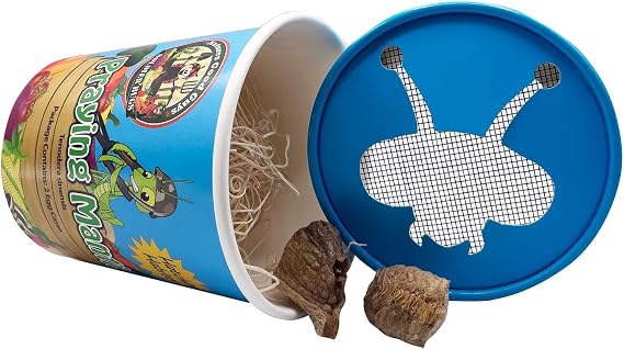 Praying Mantis Egg Case With Hatching Habitat Cup- 2 Praying Mantids Egg Cases