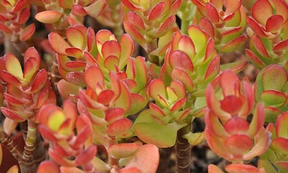 Succulent Crassula Ovata Compact Jade Baby Jade Plant 5 Fresh Cuttings