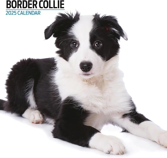 Border Collie 2025 Modern Calendar