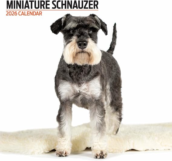Miniature Schnauzer 2026 Modern Calendar